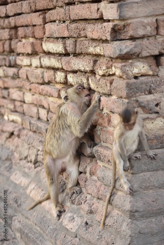monkeys in ancient buddhist temples in asia