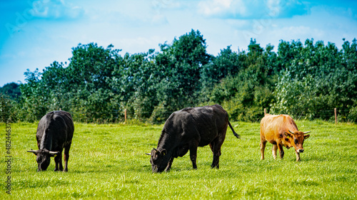 Cows On On Farmland. Herd of cows at summer green field