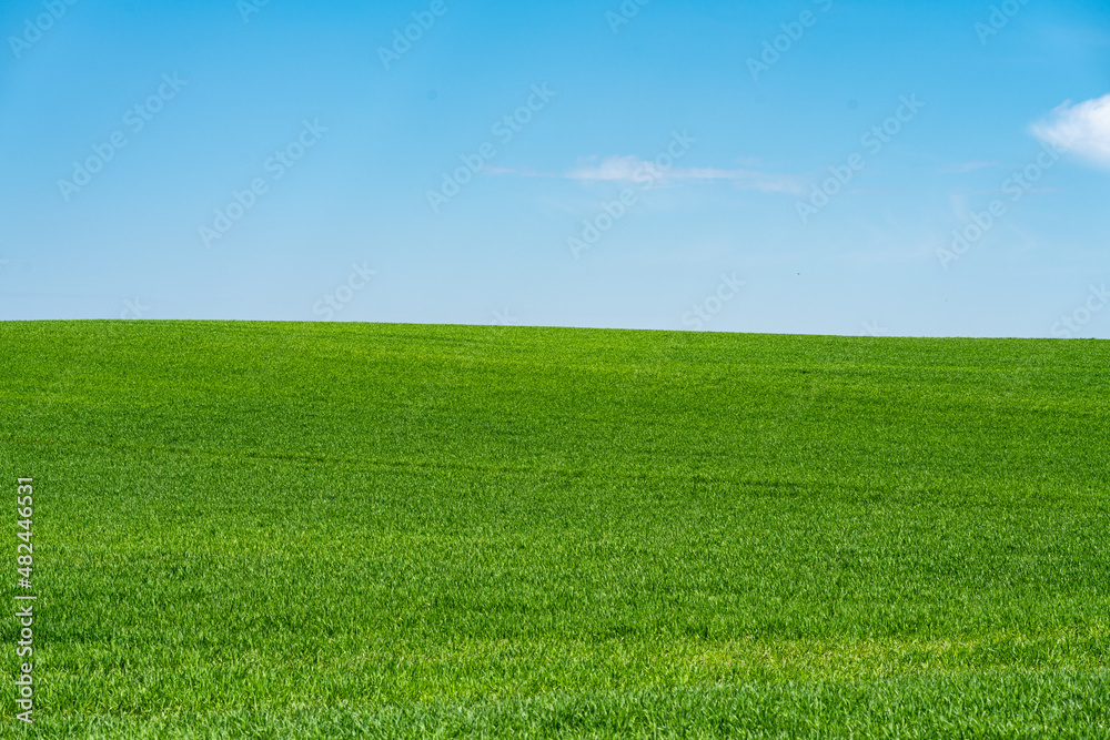 Field Of Green Fresh Grass Under Blue Sky Field Of Green Fresh Grass Under Blue Sky