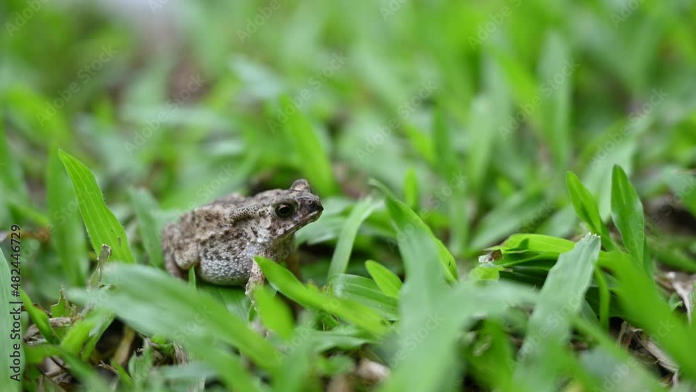 Small toad standing with calm and breathing on lawn Small toad standing with calm and breathing on lawn