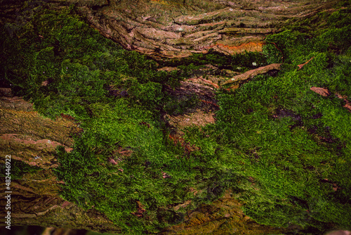 Texture Of Green Moss On The Tree