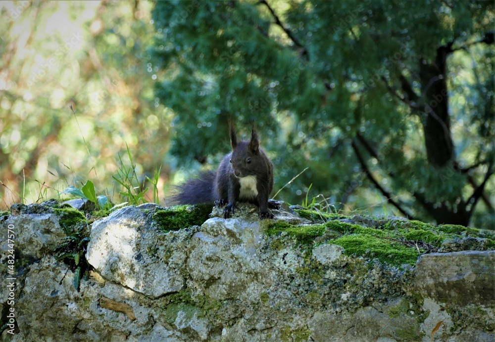 Obraz premium Cute squirrel in green forest