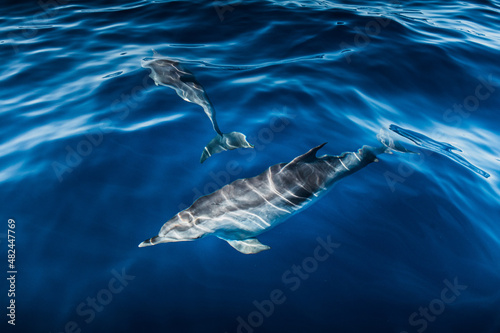 A group of friendly dolphins swims along a dolphin watching boat, on the beautiful and blue Tenerife Sea in Spain, on the Atlantic oceans © Rui
