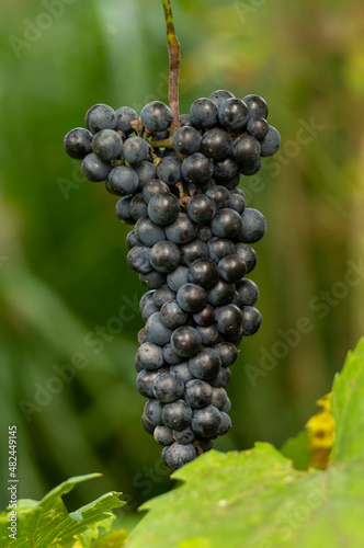Winorośl ciemna deserowa naturalna na krzewie 
