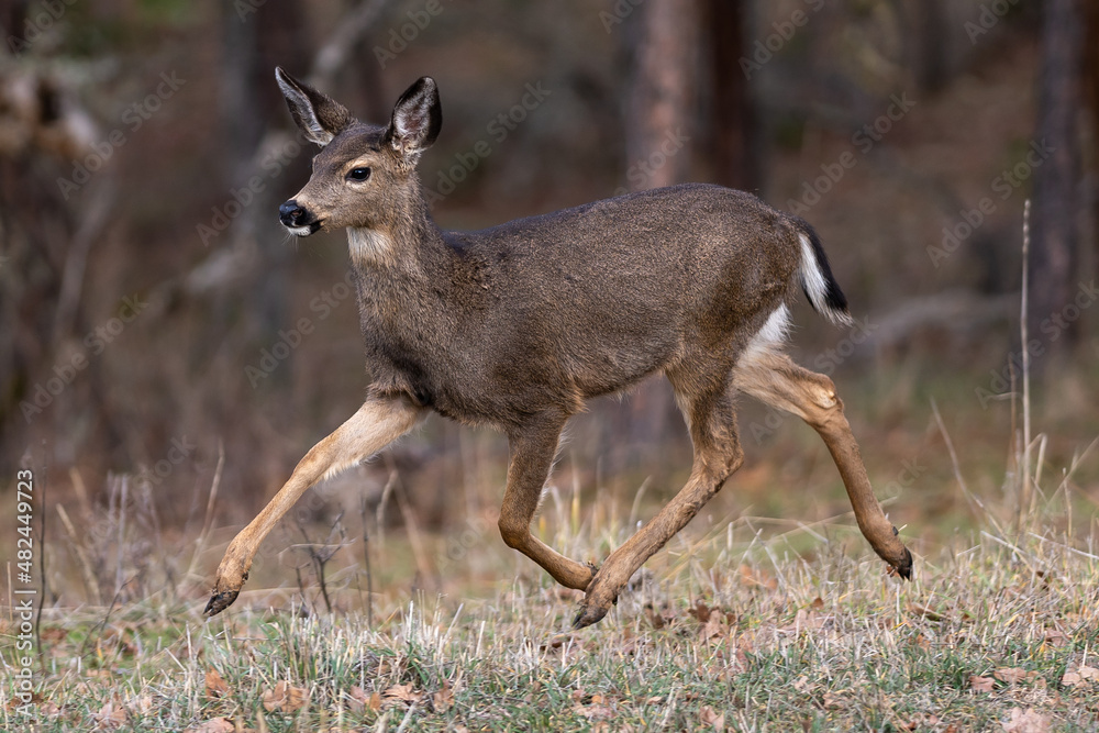White-tailed Deer Running in the Wilderness White-tailed Deer Running in the Wilderness