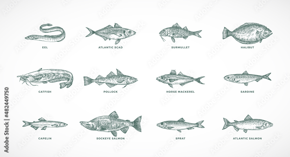Naklejka premium Hand Drawn Vector Sea and River Fish Species Illustrations Set. Collection of Salmons Pollock, Halibut, Sprat, Catfish Sketch Silhouettes Isolated