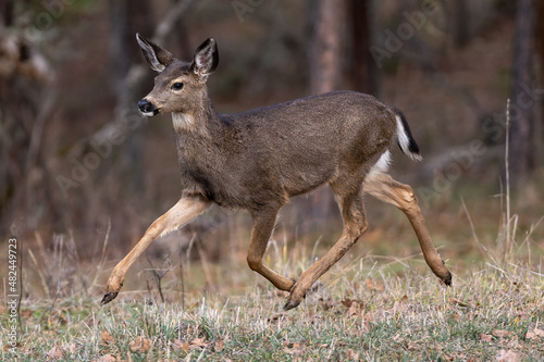 Fototapeta Naklejka Na Ścianę i Meble -  White-tailed Deer Running in the Wilderness
