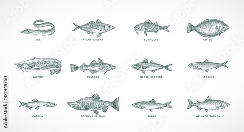 Hand Drawn Vector Sea and River Fish Species Illustrations Set. Collection of Salmons Pollock  Halibut  Sprat  Catfish Sketch Silhouettes Isolated