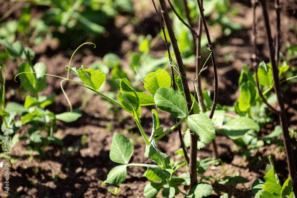 Pea plants Pea plants