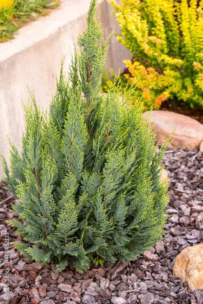 Chamaecyparis lawsoniana
