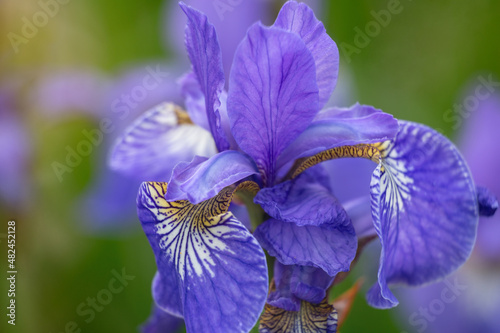 Siberian iris