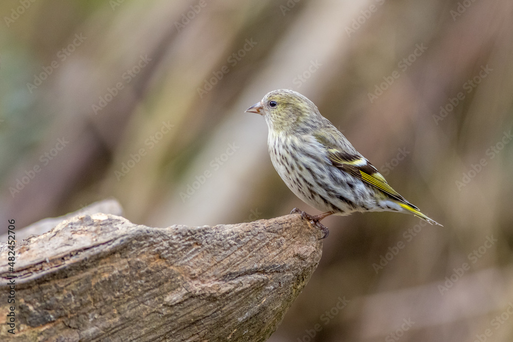 Fototapeta premium Eurasian siskin (Carduelis spinus)