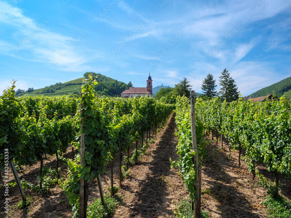The church of Orschwiller in Alsace in the middle of the vast vineyards and famous for the white wines.  In the background the Haut Kœnigsbourg castle.