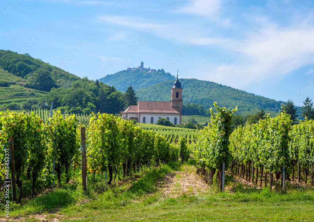 The church of Orschwiller in Alsace in the middle of the vast vineyards and famous for the white wines.  In the background the Haut Kœnigsbourg castle.