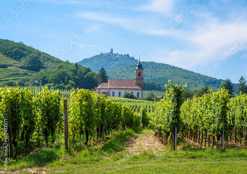 The church of Orschwiller in Alsace in the middle of the vast vineyards and famous for the white wines.  In the background the Haut Kœnigsbourg castle.