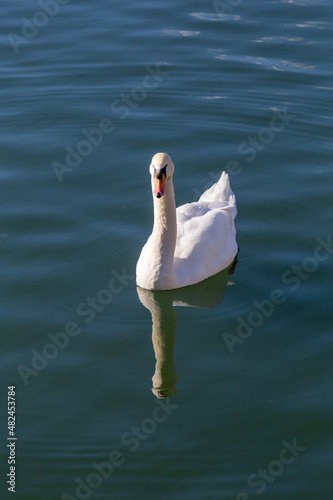 Big nice white swan on water