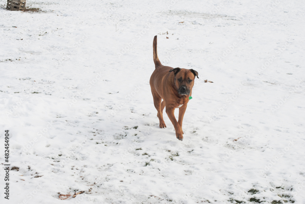 Large Mastiff Dog Walking in the Snow 
