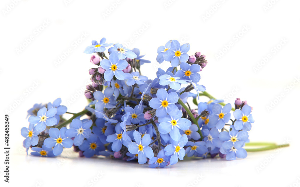 Spring blue flowers Myosotis isolated on white background.  Flowers Myosotis are called forget-me-not or scorpion grasses.