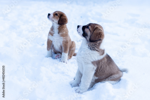 Fototapeta Naklejka Na Ścianę i Meble -  Central Asian sheepdog, Asian Shepherd puppies in winter day
