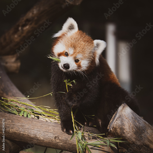 Fototapeta Naklejka Na Ścianę i Meble -  Red panda eating