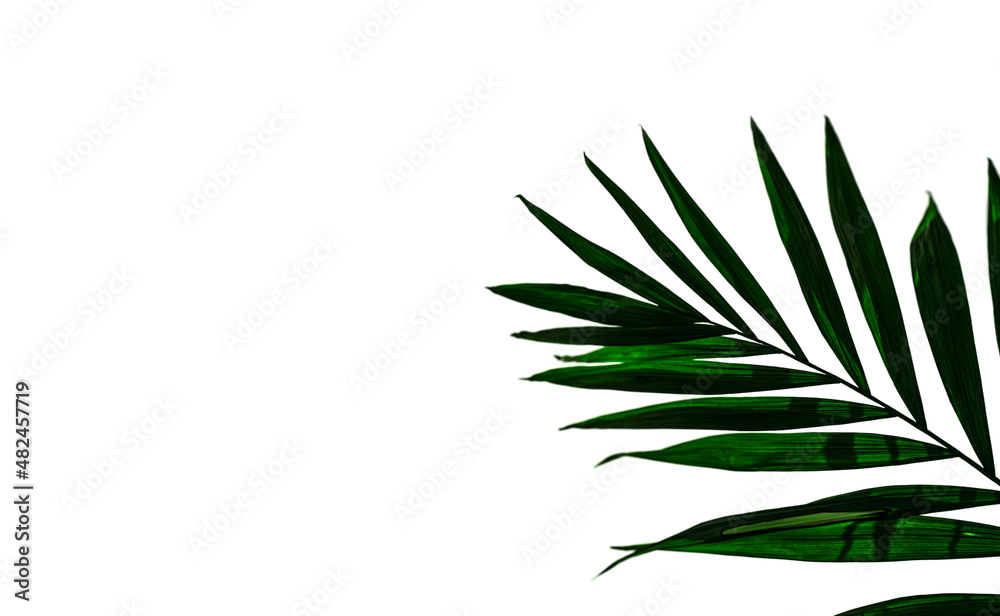 Fototapeta premium palm tree leaves close up 