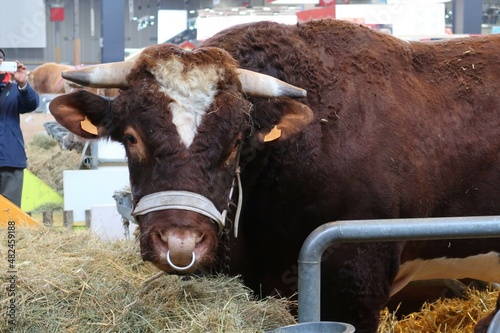 Tête de taureau de la race bovine française "Rouge des prés" au salon de l’agriculture à Paris (France)