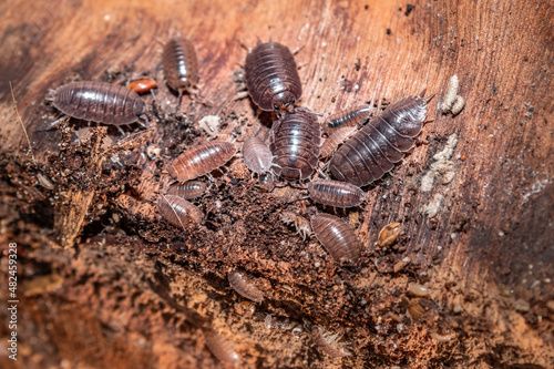 Brown common woodlouse (Oniscus asellus), Cape Town, South Africa photo