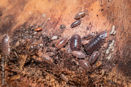 Brown common woodlouse (Oniscus asellus), Cape Town, South Africa