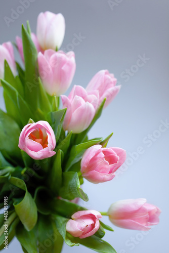 bouquet of pink tulips on grey background
