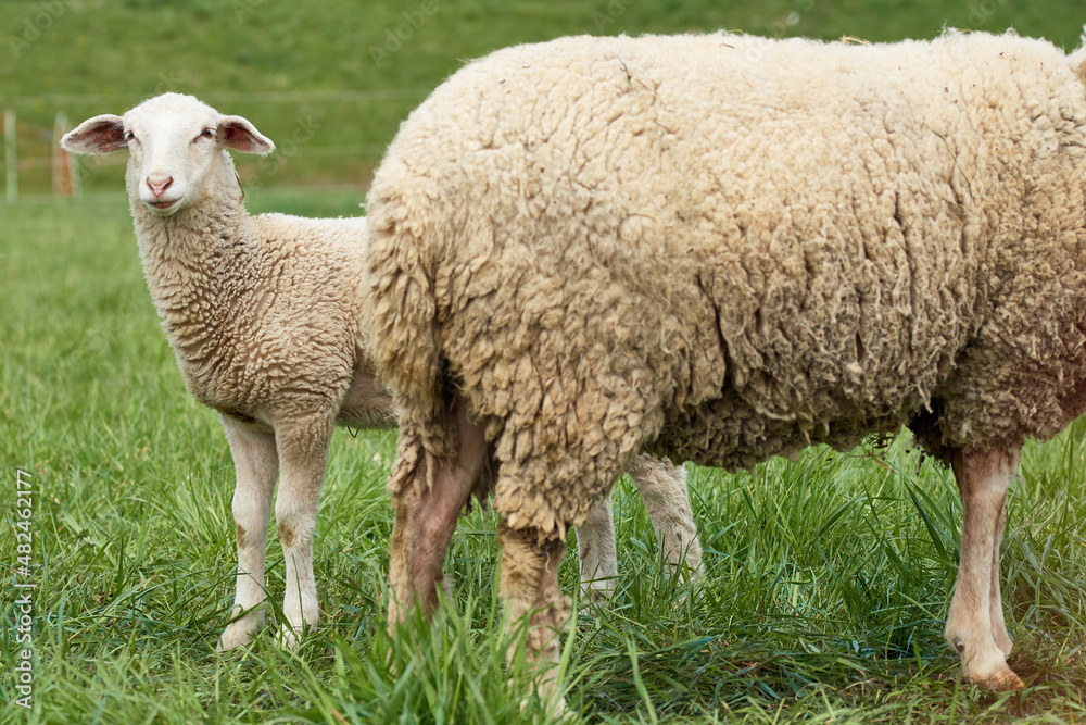 Close-up of a white lamb standing behind ewe in farm grass Close-up of a white lamb standing behind ewe in farm grass