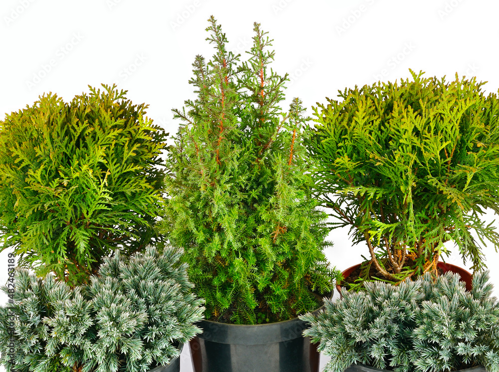 Juniper, cypress and thuja in flower pots isolated on white