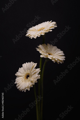 Bouquet of white gerberas on a black background