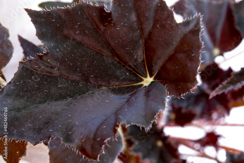 Begonia black velvet house plant leaf.
