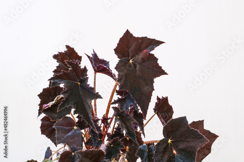 Begonia black velvet house plant leaves.