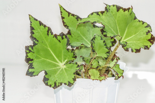 Begonia Jive house plant leaves.