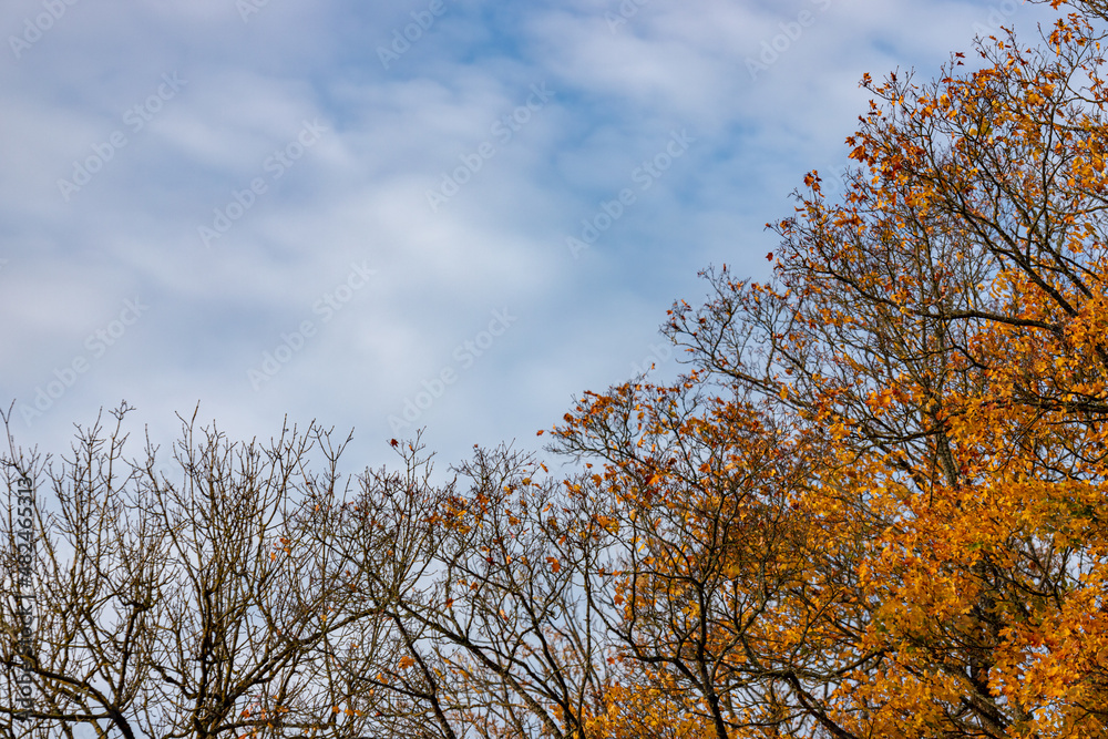 Fototapeta premium tree branches with some autumn foliage and blue sky with white fluffy clouds
