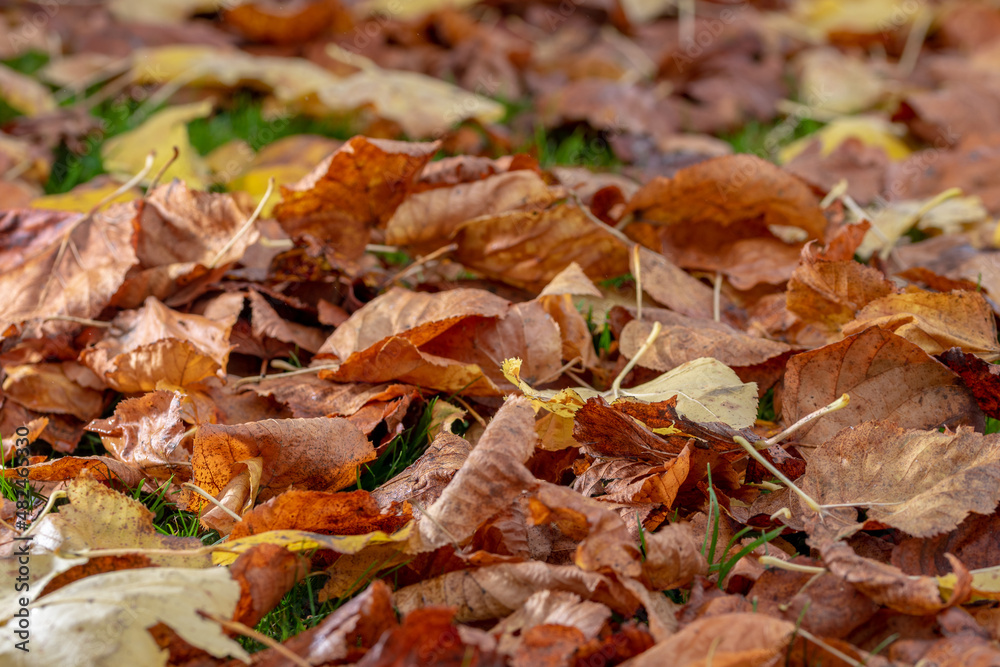 Background of autumn leaves on the ground. Autumn concept. Background of autumn leaves on the ground. Autumn concept.