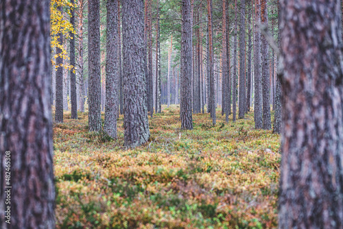 pine forest between two blurred tree trunks