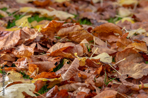 Background of autumn leaves on the ground. Autumn concept.
