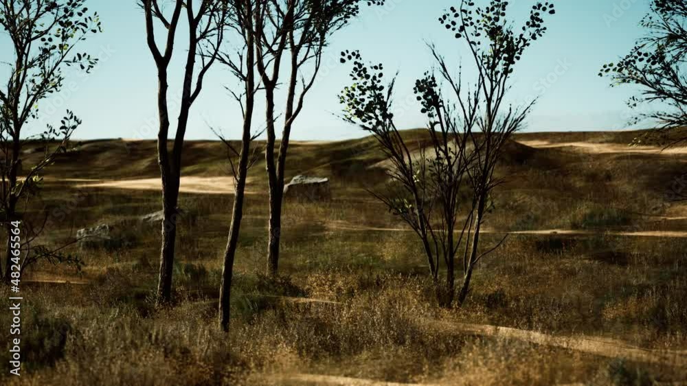 trees on patch of grass with among pine trees in the middle of the sand dunes trees on patch of grass with among pine trees in the middle of the sand dunes