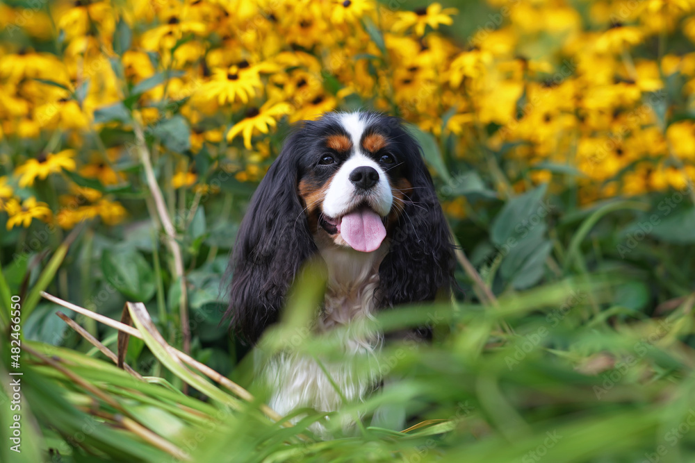 Adorable tricolor Cavalier King Charles Spaniel dog posing outdoors sitting in a green grass with yellow Black-eyed Susan (Rudbeckia hirta) flowers in summer