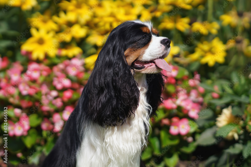 The portrait of a tricolor Cavalier King Charles Spaniel dog posing outdoors sitting on a green grass near a colorful flowerbed in summer