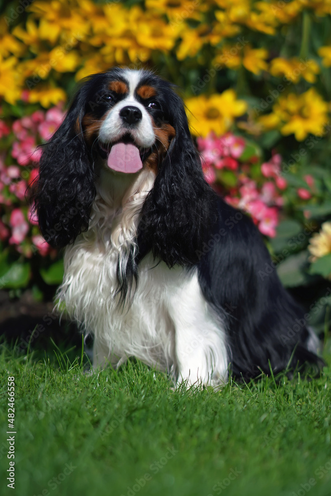 Adorable tricolor Cavalier King Charles Spaniel dog posing outdoors sitting on a green grass near a colorful flowerbed in summer