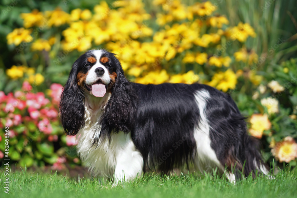 Adorable tricolor Cavalier King Charles Spaniel dog posing outdoors standing on a green grass near a colorful flowerbed in summer