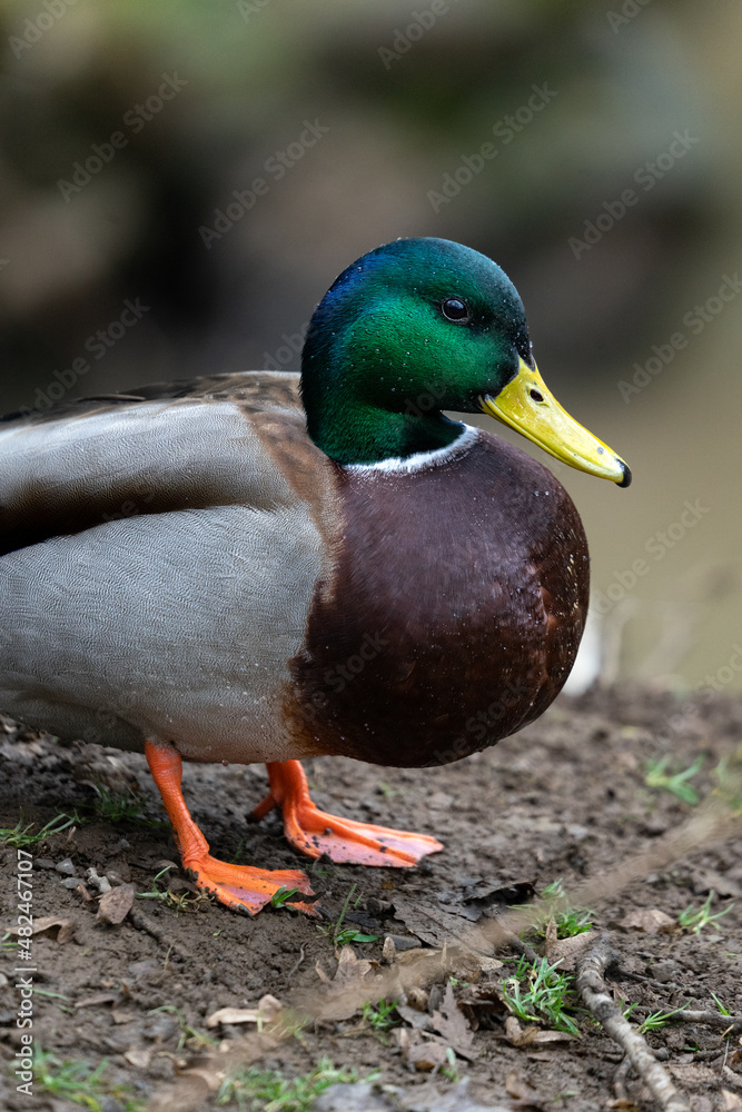 Obraz premium Eine männliche Ente aus dem Wildpark Schmidt.