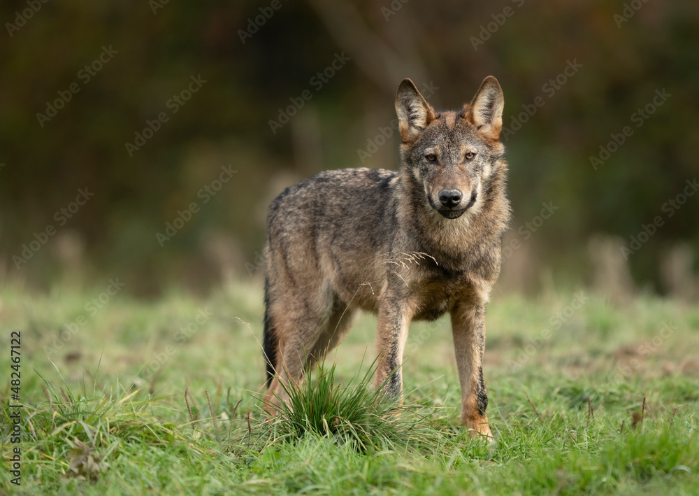 Grey wolf ( Canis lupus ) close up