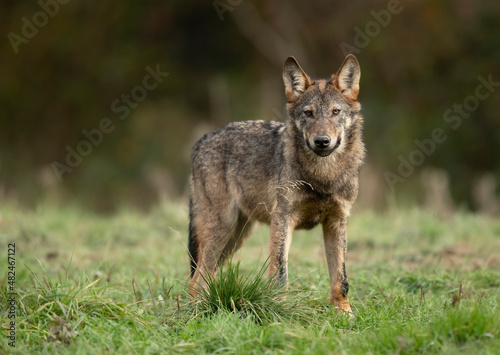 Fotografia Grey wolf ( Canis lupus ) close up