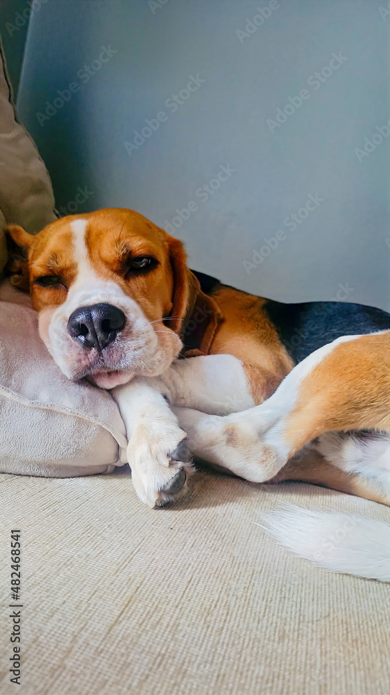 Beagle dog sleeping in sofa
