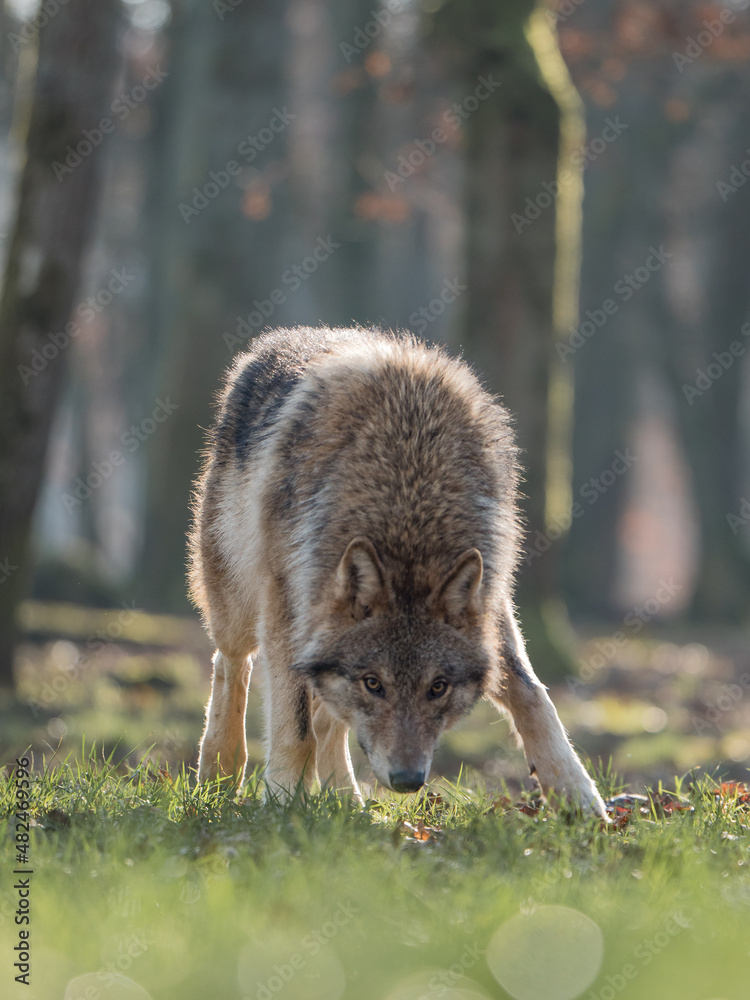 Fototapeta premium Loup gris dans une forêt