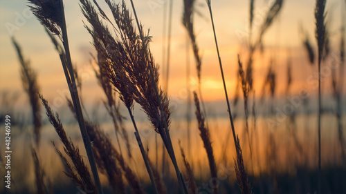 Reeds grass sway wind in beautiful sea coastline golden sunset background nature